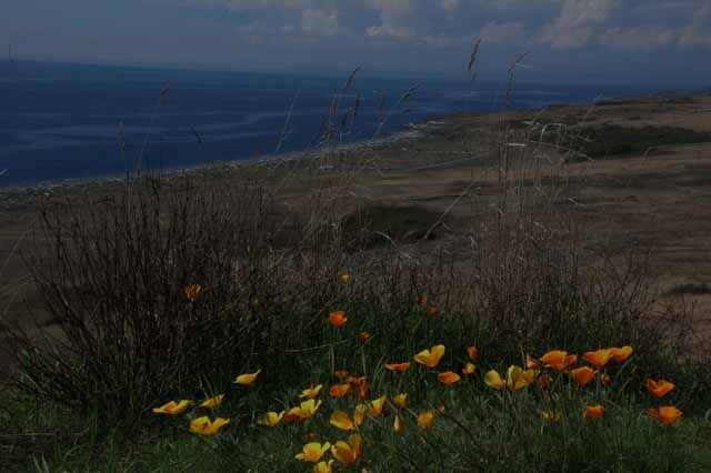 San Juan Island coast